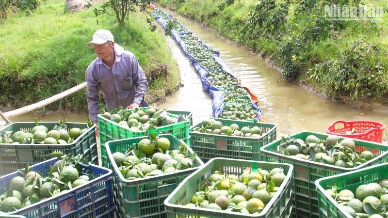 Vĩnh Long đặt mục tiêu 100% hộ sản xuất bán nông sản qua sàn điện tử