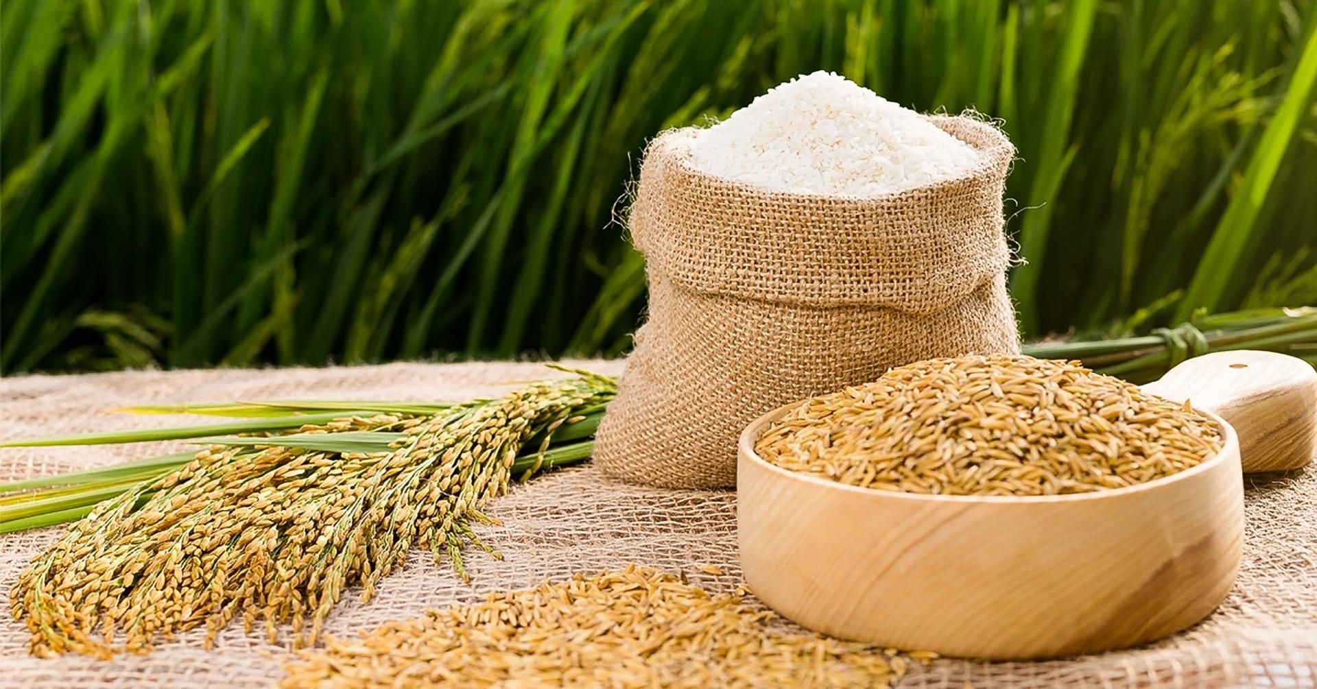 Tình trạng thiếu gạo toàn cầu sẽ ở mức lớn nhất 20 năm