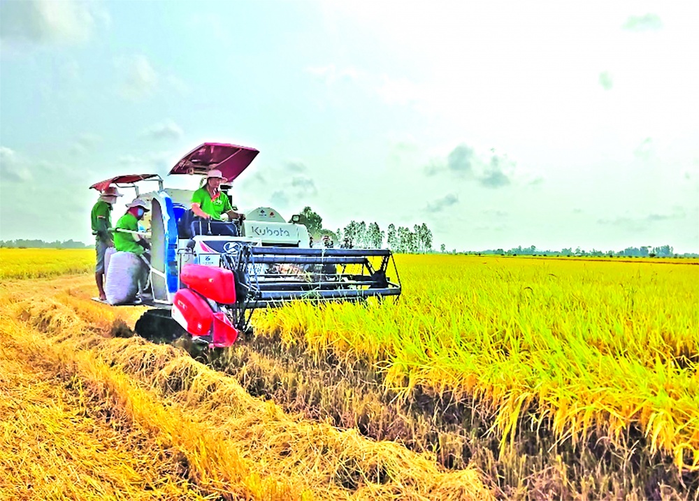 Hàng nghìn tỷ đồng vốn tín dụng đã tài trợ cho các vùng nguyên liệu của doanh nghiệp lúa gạo   