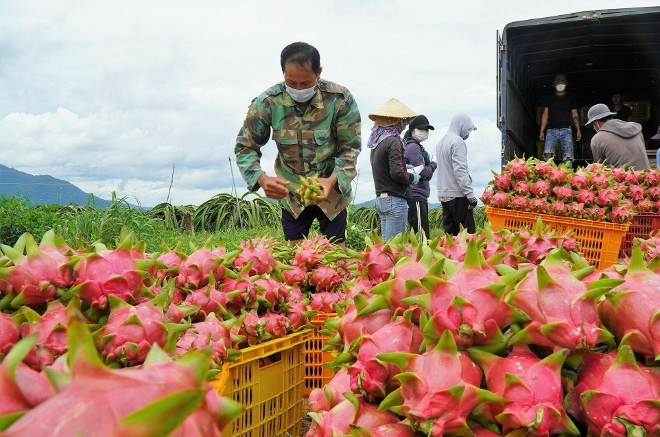 Bình Thuận: Trên 7.800 tỷ đồng cho vay các lĩnh vực có lợi thế của địa phương