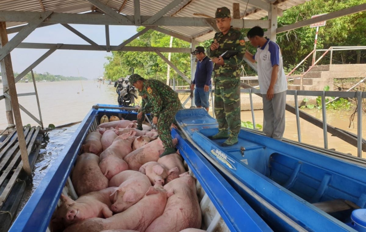 Tình trạng buôn bán, vận chuyển trái phép lợn không rõ nguồn gốc nhập lậu vào Việt Nam diễn ra phức tạp, làm ảnh hưởng đến sản xuất trong nước.