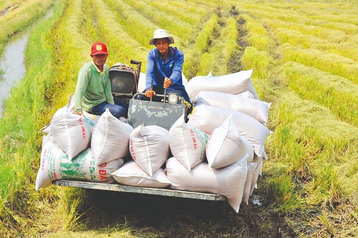 Các bộ, ngành, địa phương, Hiệp hội Lương thực Việt Nam cần tập trung chỉ đạo quyết liệt nhằm về tăng cường công tác xuất khẩu gạo trong bối cảnh hiện nay.