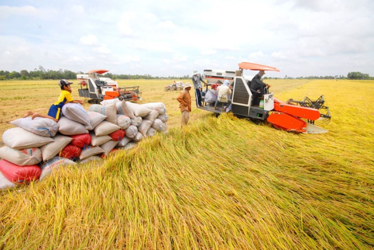 Một số địa phương có hiện tượng mua gom lúa, gạo ồ ạt, đẩy giá lúa, gạo trong nước lên cao bất hợp lý.