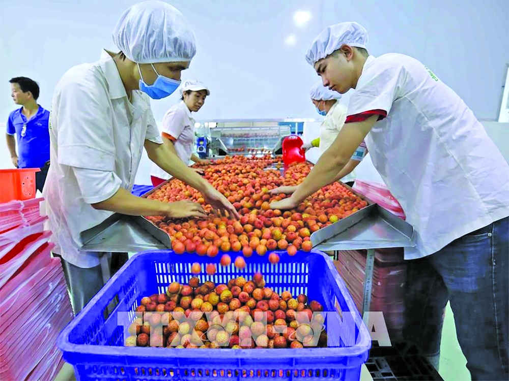 Nông sản Việt đảm bảo an ninh, an toàn thực phẩm cho tiêu dùng trong nước và xuất khẩu