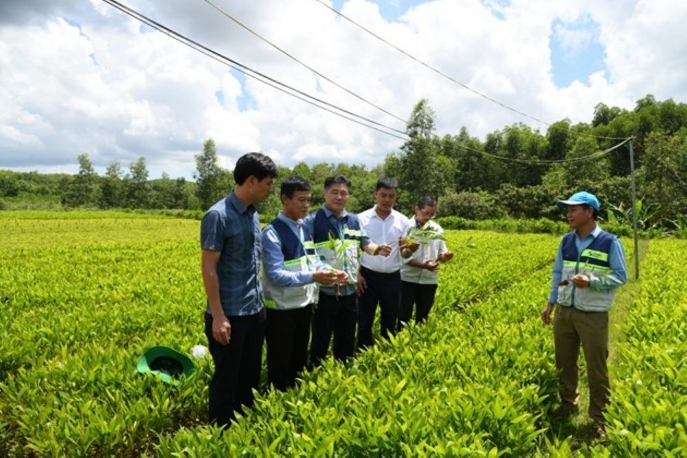 TP. Hồ Chí Minh: Hoàn thiện các mô hình hợp tác xã trong phát triển kinh tế tập thể