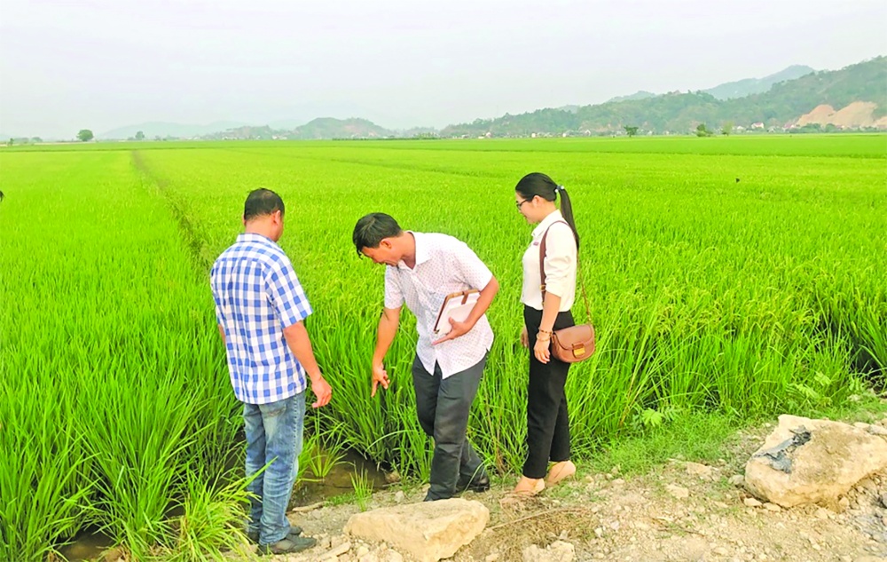 ...và giúp những cánh đồng lúa của bà con thêm trĩu bông