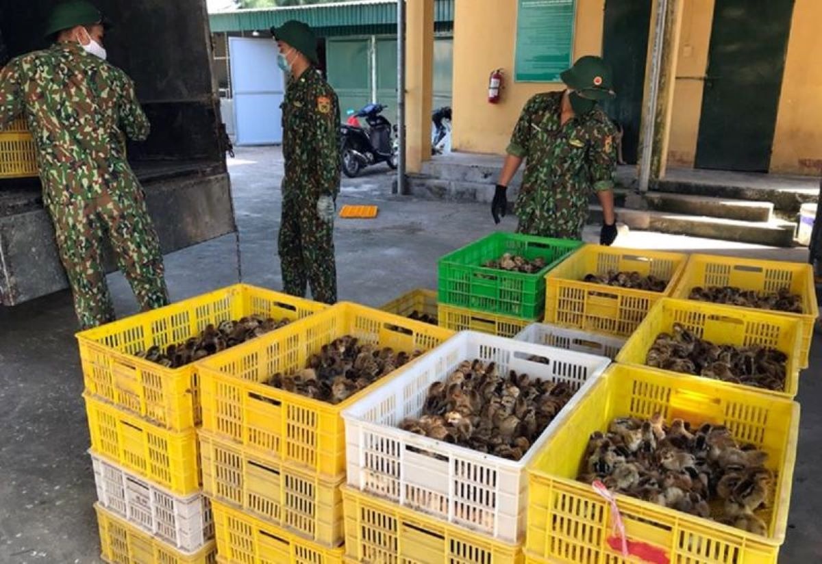 Trình trạng vận chuyển, buôn bán trái phép gia cầm, sản phẩm gia cầm qua biên giới vào Việt Nam tiếp tục diễn biến phức tạp tại các địa phương thuộc tỉnh Quảng Ninh.