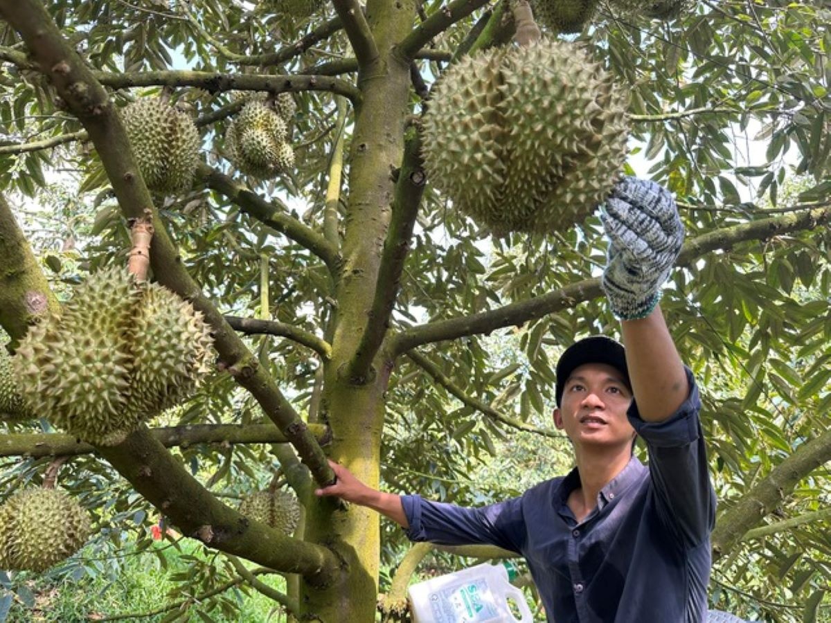 Thị trường Trung Quốc 1,4 tỷ dân, sầu riêng Việt Nam chất lượng, giá cả phải chăng sẽ phục vụ được đông đảo người tiêu dùng Trung Quốc.