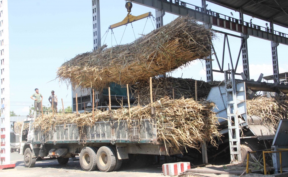 để phát triển bền vững ngành mía đường cần củng cố phát triển chuỗi liên kết trong sản xuất, sản xuất thích ứng trong điều kiện biến đổi khí hậu, áp dụng công nghệ mới 