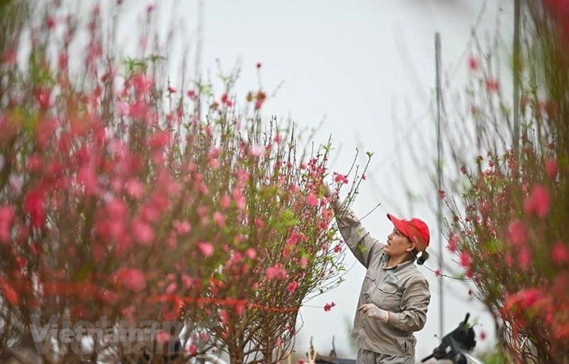 Bộ Nội vụ thống nhất nghỉ Tết Nguyên đán năm 2024 kéo dài 7 ngày | Xã hội | Vietnam+ (VietnamPlus)