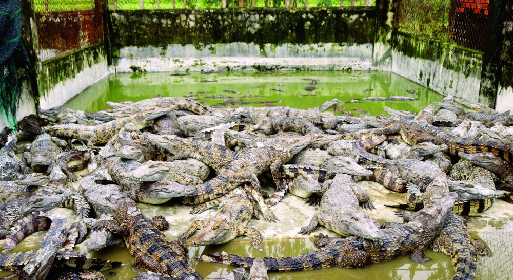 Trang trại cá sấu của anh Sồi đã lên tới 6.000 con nhờ sự tiếp sức vốn ngân hàng