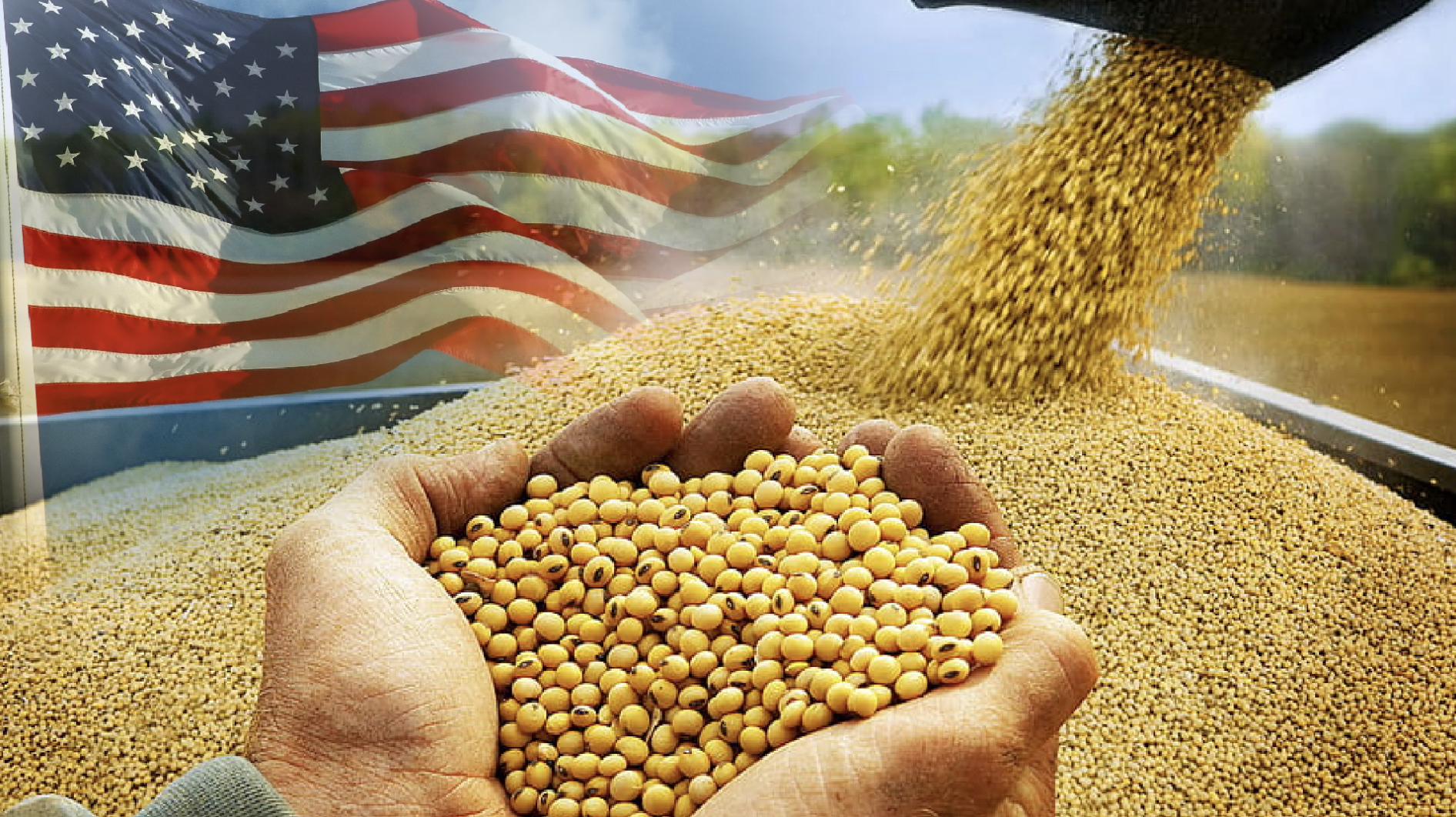 Doanh nghiệp chăn nuôi cần làm gì khi nguồn cung đậu tương từ Mỹ thu hẹp?