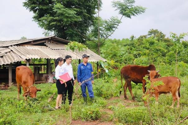 Agribank Chi nhánh tỉnh Quảng Trị là đơn vị dẫn đầu các tổ chức tín dụng trên địa bàn về thực hiện các chương trình tín dụng ưu đãi đối với cho vay nông nghiệp, nông thôn (Ảnh:T.H)