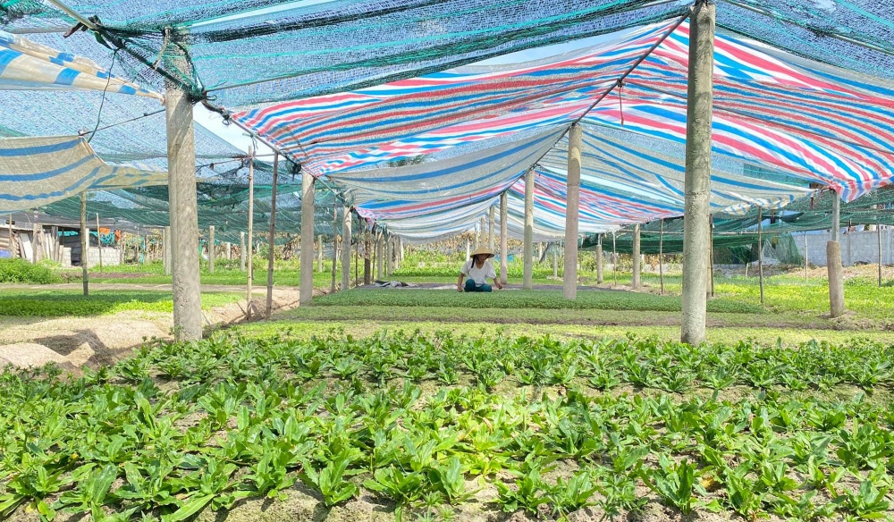 Mô hình vay vốn NHCSXH đầu tư trồng rau sạch ở huyện Lệ Thủy, Quảng Bình.