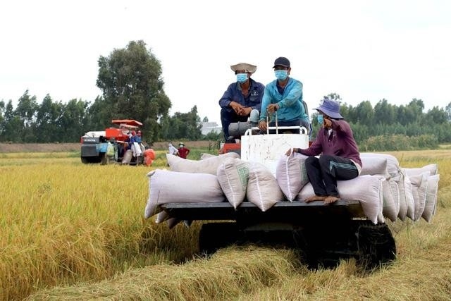 Xuất khẩu gạo thu về gần 4 tỷ USD sau 10 tháng