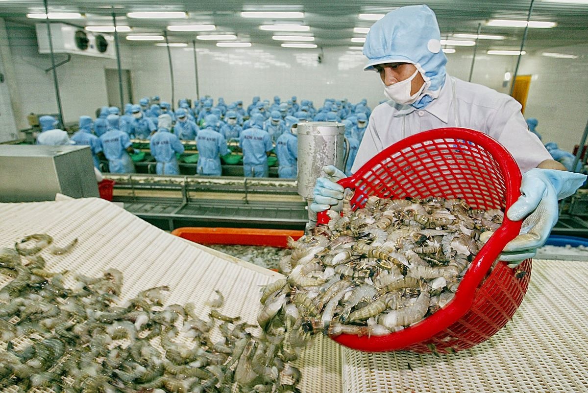 Bộ Nông nghiệp và Phát triển nông thôn chưa nhận được thông báo của Cơ quan thẩm quyền Trung Quốc về việc tạm dừng nhập khẩu tôm hùm bông sống từ Việt Nam.