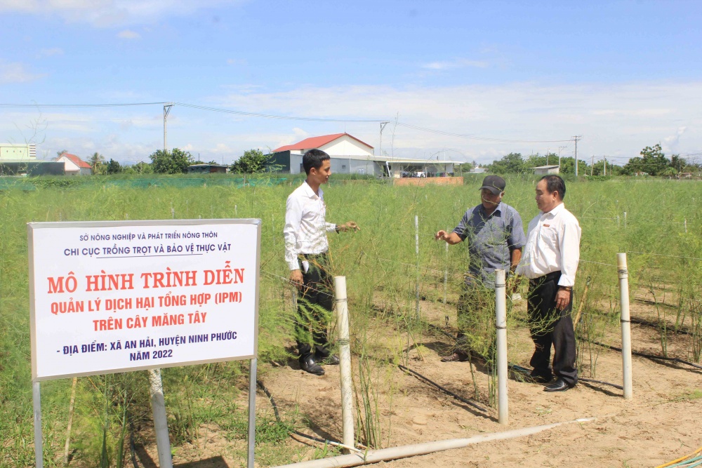 Mô hình trồng cây măng tây ở huyện NInh Phước từ vốn vay của Agribank Ninh Thuận.