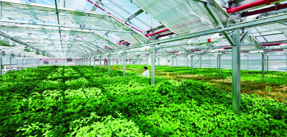 TP. Hồ Chí Minh thúc đẩy nông nghiệp đô thị
