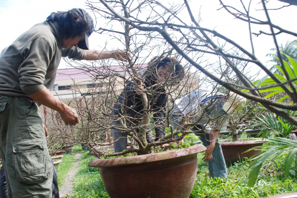 Gia Lai: Diện tích trồng cây ăn quả, rau và hoa tăng mạnh