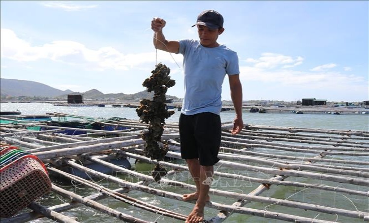 Anh Nguyễn Thanh Duy (xã Tri Hải, huyện Ninh Hải) thu hoạch hàu Thái Bình Dương treo dây trong lồng bè ở Đầm Nại. (Ảnh: TTXVN)
