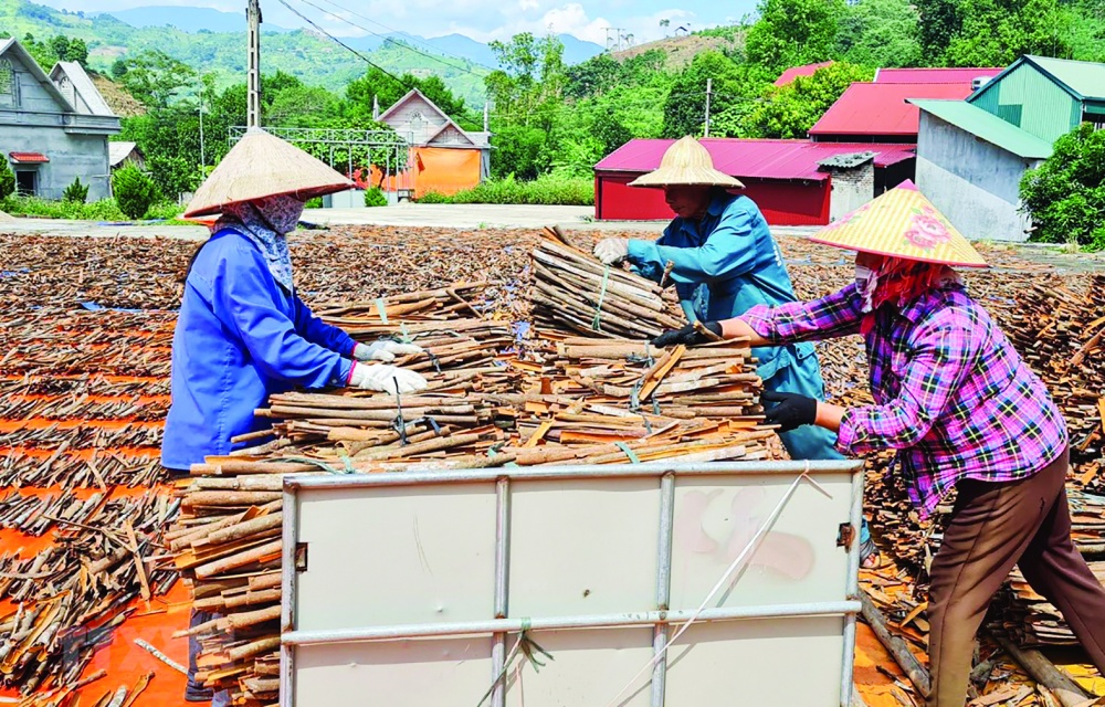 Việt Nam chưa có định hướng chiến lược phát triển bền vững quế ở cấp quốc gia