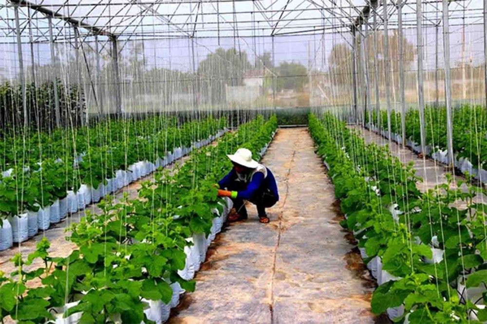 Nông dân Tây Ninh khấm khá cùng nông nghiệp sạch