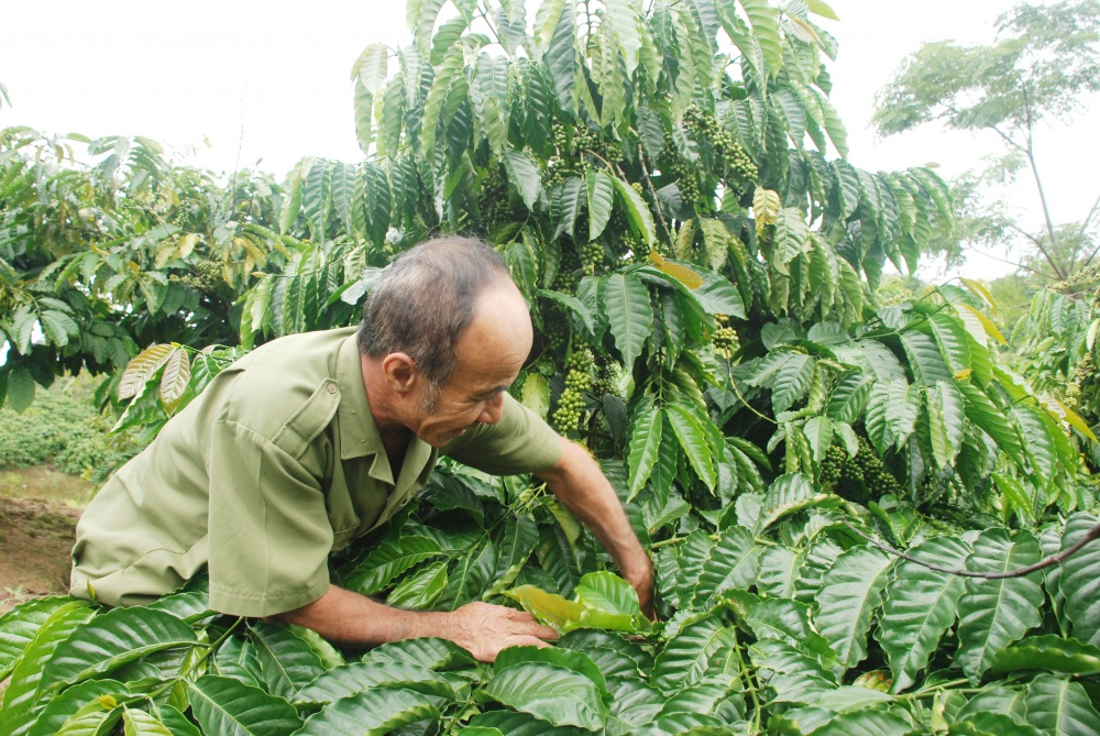 Phát triển kinh tế nông thôn gặt hái nhiều “trái ngọt”