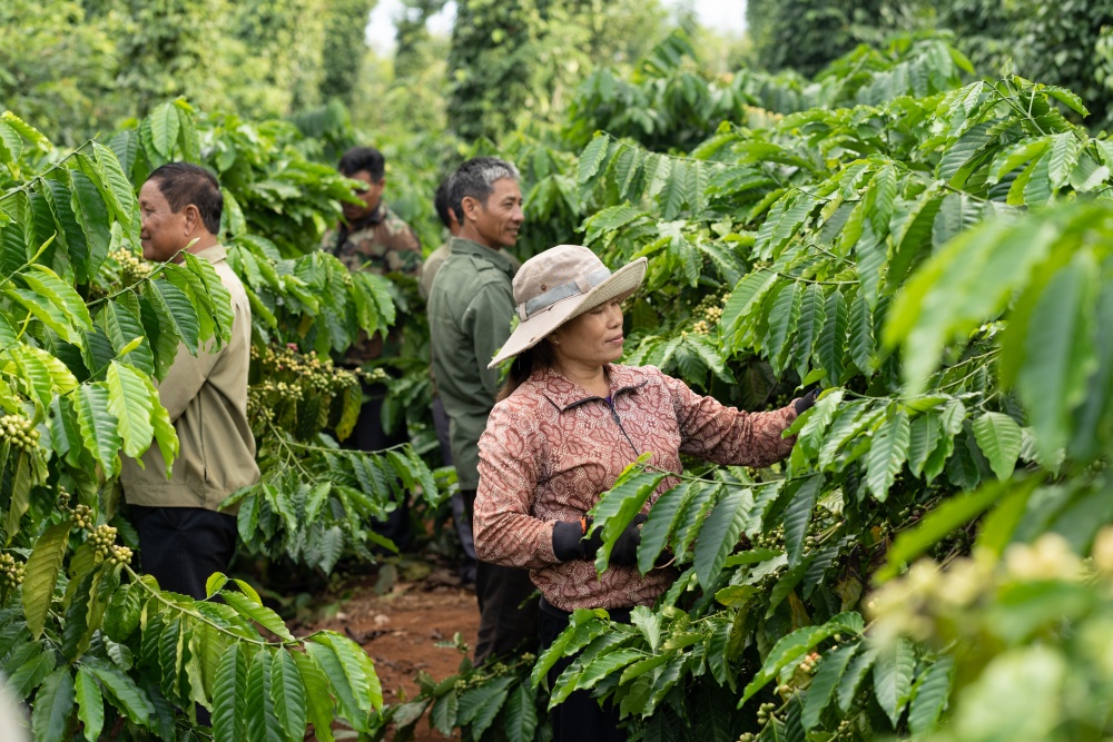 73.5 triệu cây giống chất lượng cao, kháng bệnh, đã được phát cho nông dân thông qua dự án Nescafé Plan.