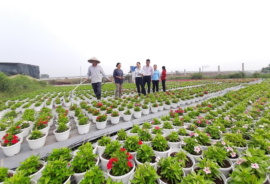 Gia đình chị Nguyễn Thị Thu Hà ở ấp 3, xã Bình Chánh, huyện Bình Chánh (TP Hồ Chí Minh) vay 100 triệu đồng từ chương trình hỗ trợ tạo việc làm của NHCSXH để trồng hoa phục vụ dịp Tết Nguyên đán Giáp Thìn 2024