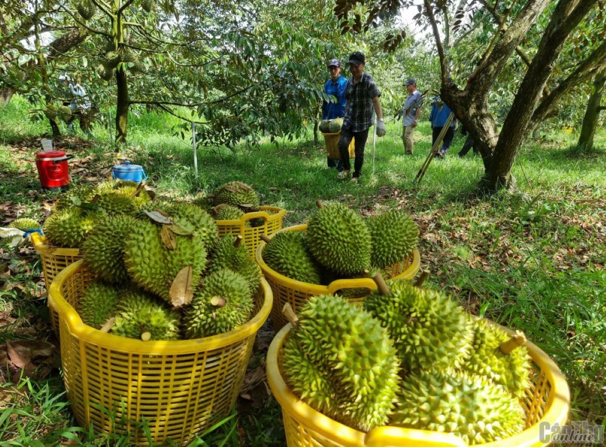  Rào cản lớn nhất đối với trái cây xuất khẩu của Việt Nam sang thị trường EU bởi những biện pháp phi thuế quan.