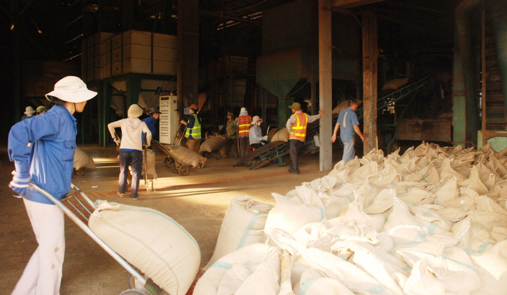 Đắk Lắk: Đáp ứng đủ nhu cầu vốn cho hoạt động sản xuất, kinh doanh cà phê