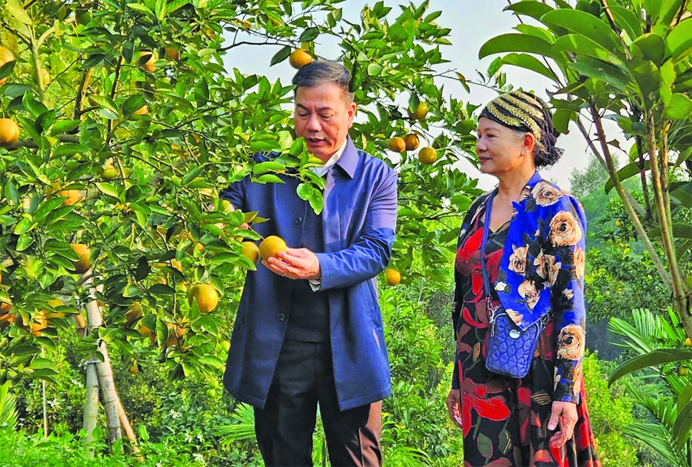 Giám đốc NHNN tỉnh Tuyên Quang Trịnh Ngọc Tuấn thăm vườn cam của bà Ngô Thị Kim Oanh