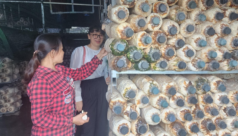 Mô hình vay vốn trồng nấm của bà bà Đoàn Thị Hoa ở xã Tam Ngọc, Tam Kỳ.