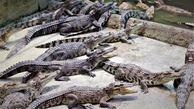 Việt Nam và Trung Quốc đang xúc tiến xuất khẩu cá sấu nuôi