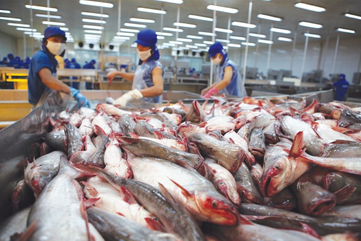 Xuất khẩu cá tra hướng đến mục tiêu 2 tỷ USD năm 2024