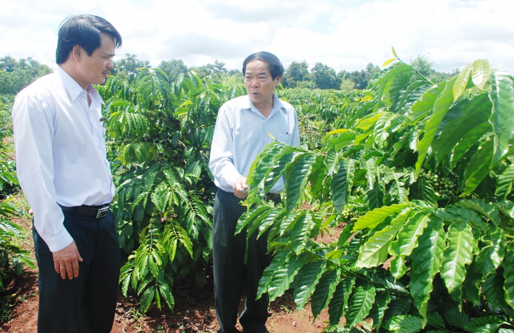Ông Vương Hồng Lĩnh, Giám đốc Agribank Đăk Lăk (bên trái) kiểm tra thực tế vốn tái canh cà phê