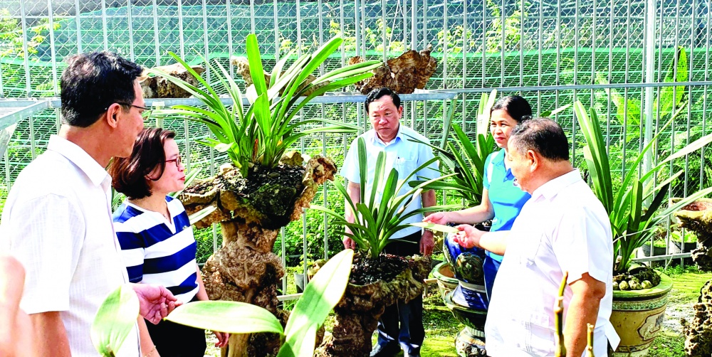 Lãnh đạo Trung ương Hội Nông dân Việt Nam thăm mô hình nông nghiệp trong đô thị của vườn lan BaNa GH tại Đà Nẵng