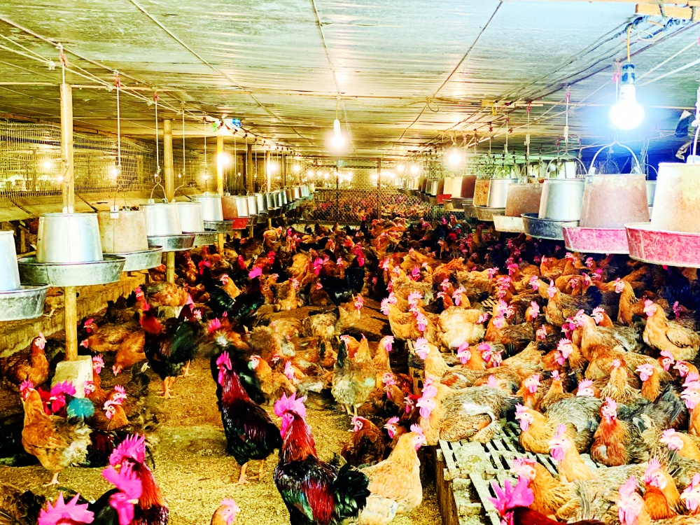 Nhờ nguồn vốn của Agribank Vĩnh Phúc, gia đình ông Đào Xuân Hà đầu tư phát triển trang trại chăn nuôi gà với quy mô 20.000 con