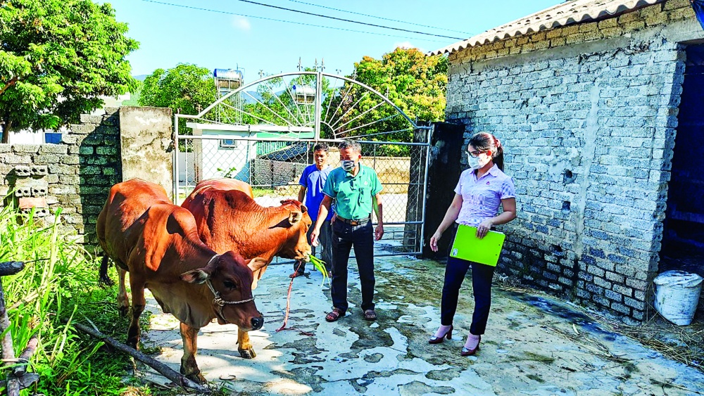 Nguồn vốn ưu đãi giúp nhiều hộ gia đình ở Nghệ An phát triển mô hình chăn nuôi bò, mang lại hiệu quả cao