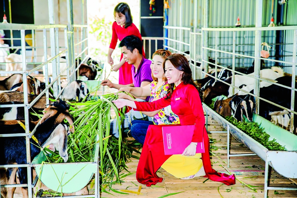 Có vốn Agribank tiếp sức, chị Lê Thị Bông ở xã Tam Mỹ Đông, huyện Núi Thành, tỉnh Quảng Nam xây dựng được mô hình nuôi dê cho hiệu quả kinh tế cao