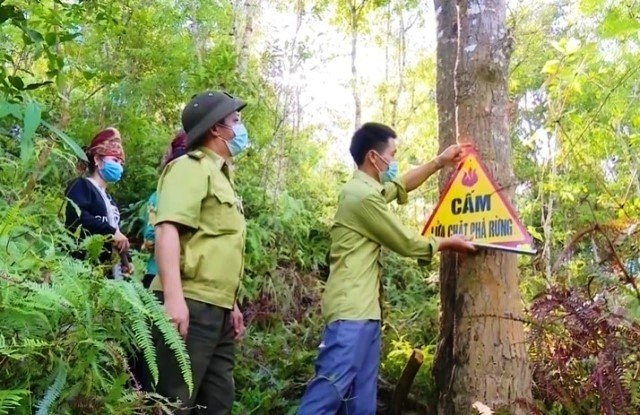 Việt Nam nhận 51,5 triệu USD từ WB cho giảm phát thải thông qua bảo tồn rừng