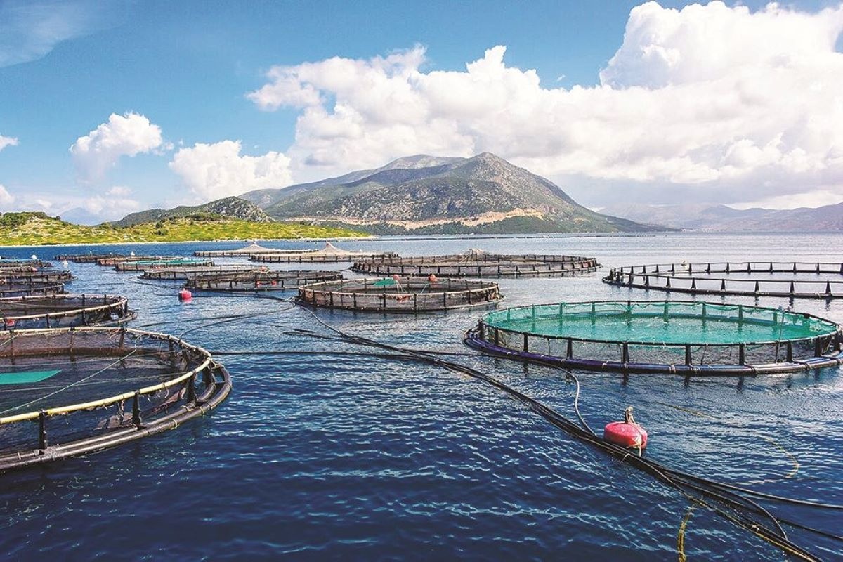 Việt Nam có nhiều lợi thế để phát triển ngành nuôi biển.