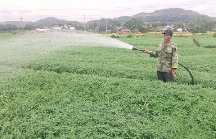 Mô hình trồng cây dược liệu diệp hạ chậu tại xã An Mỹ, Phú Yên.