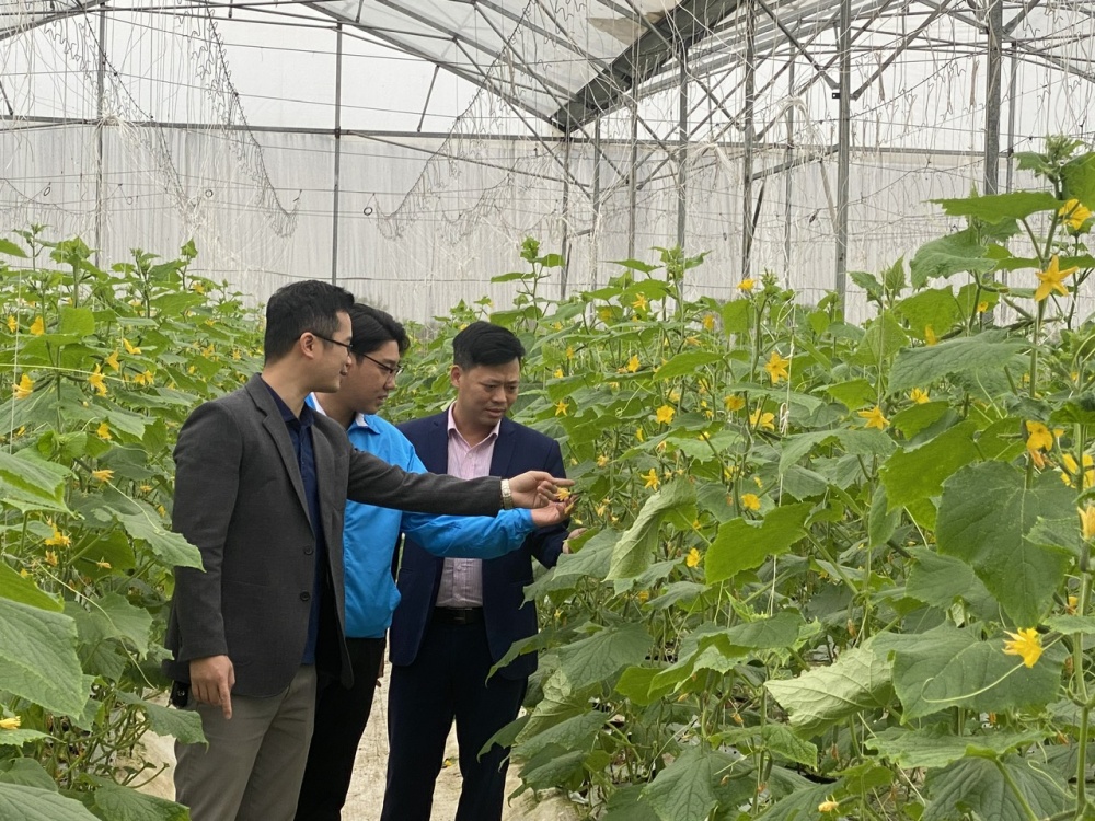 Anh Phạm Văn Sơn trao đổi với cán bộ Tỉnh đoàn và NHCSXH chi nhánh Bắc Ninh về kỹ thuật trồng