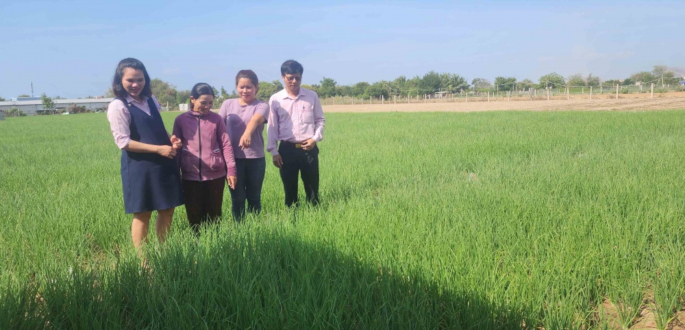 Mô hình vay vốn trồng hành tím của bà Nguyễn Thị Kim Chinh ở xã Nhơn Hải
