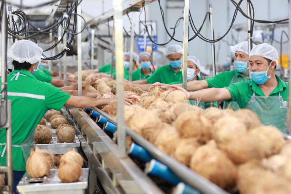 Tài trợ thương mại xanh cho doanh nghiệp ngành dừa