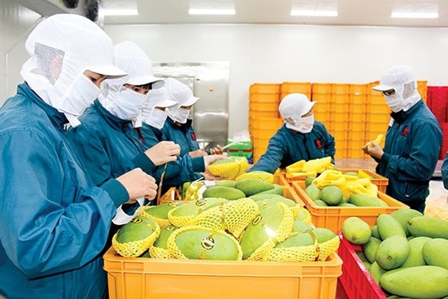 Xuất khẩu rau quả đạt 1,8 tỷ  USD trong 4 tháng