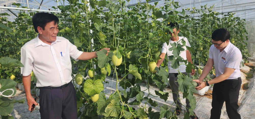 Mô hình vay vốn từ Agribank trồng dưa lưới ở huyện Ninh Sơn, Ninh Thuận.