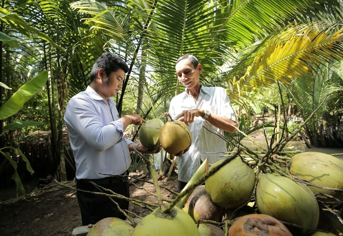 Việc thúc đẩy ký kết nghị định thư về quả dừa tươi là một trong những đổi mới Trung Quốc tạo điều kiện cho Việt Nam.