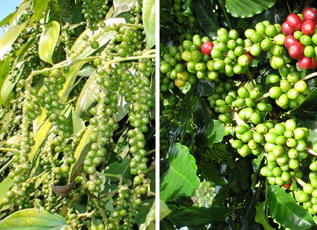Tìm giải pháp cho các lô hàng hồ tiêu, cà phê xuất khẩu bị thiếu hụt